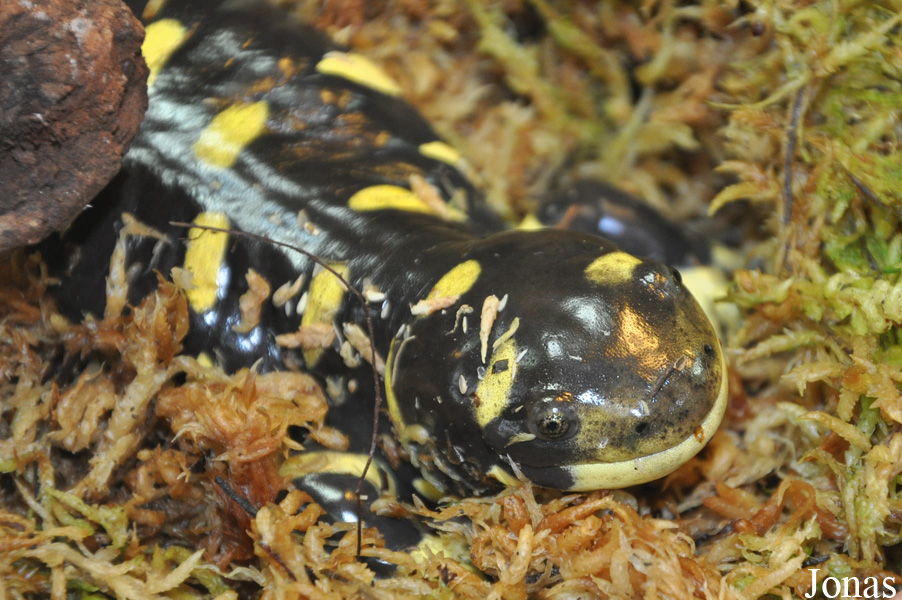 Ambystoma tigrinum