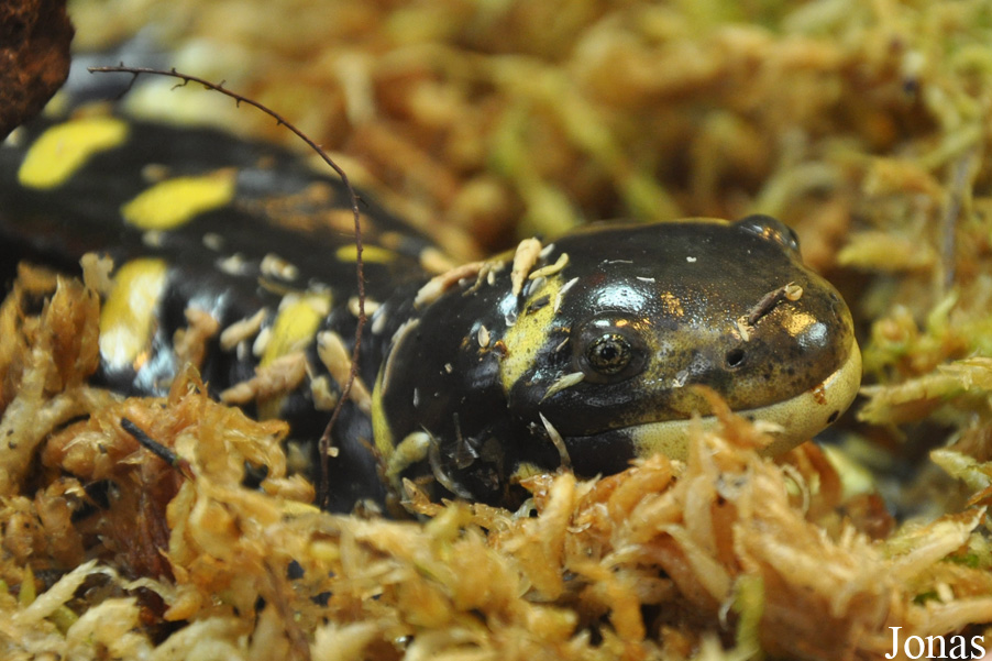 Ambystoma tigrinum