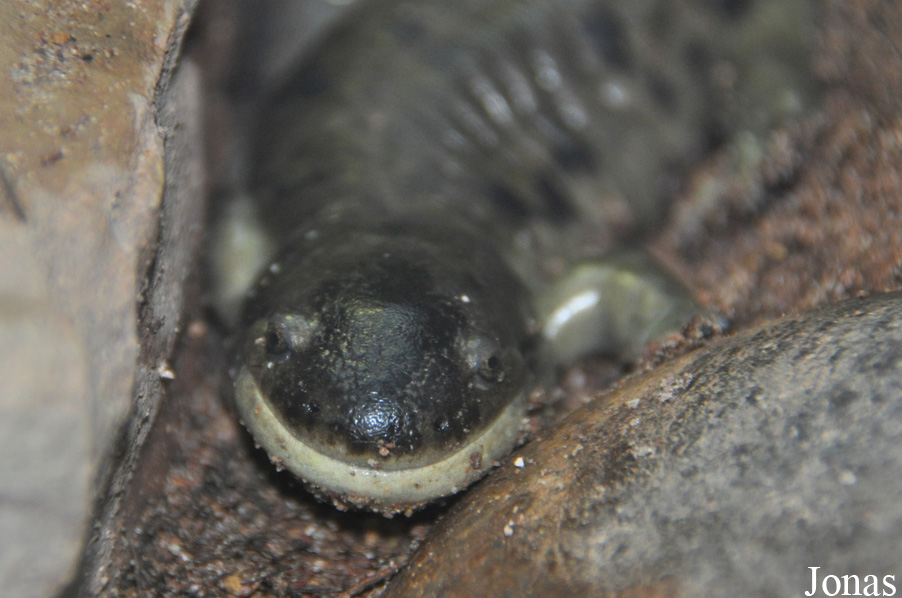 Ambystoma tigrinum