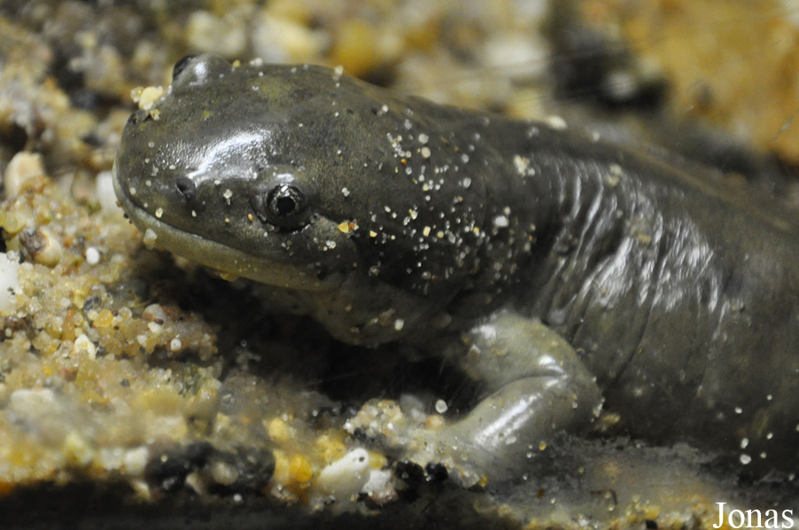 Ambystoma tigrinum