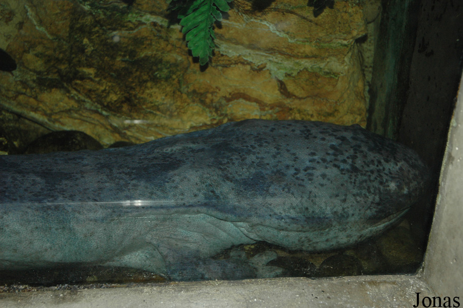 Andrias japonicus