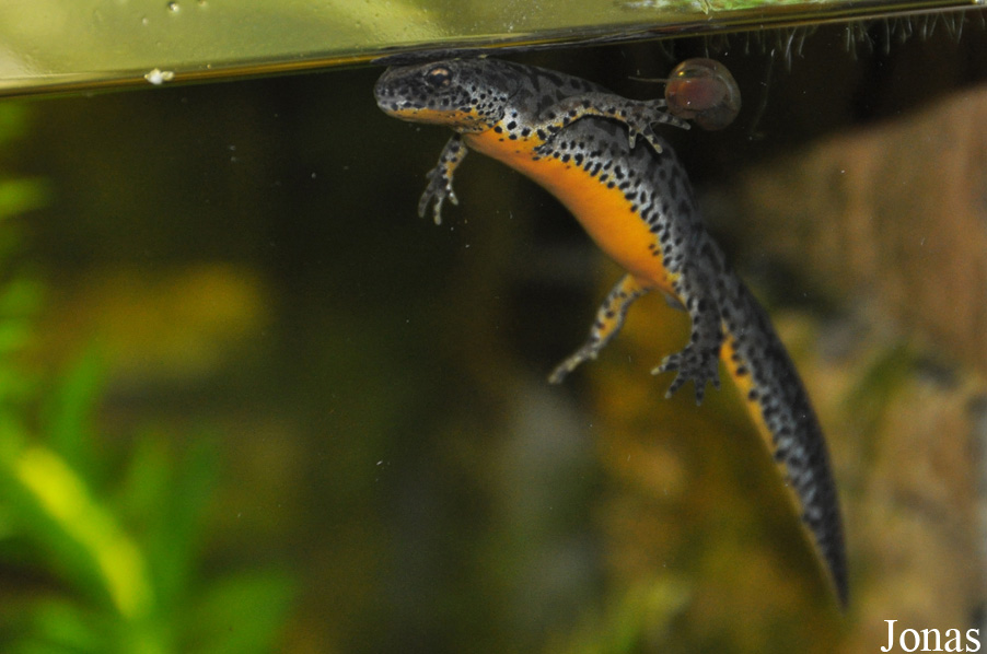 Ichthyosaura alpestris