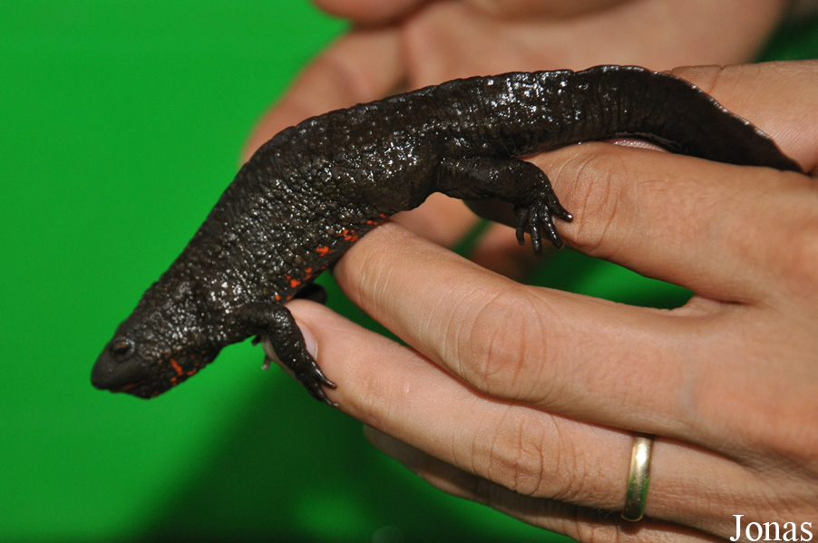 Paramesotriton guanxiensis