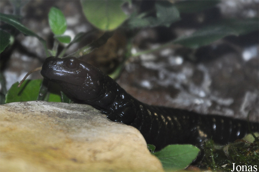 Salamandra lanzai