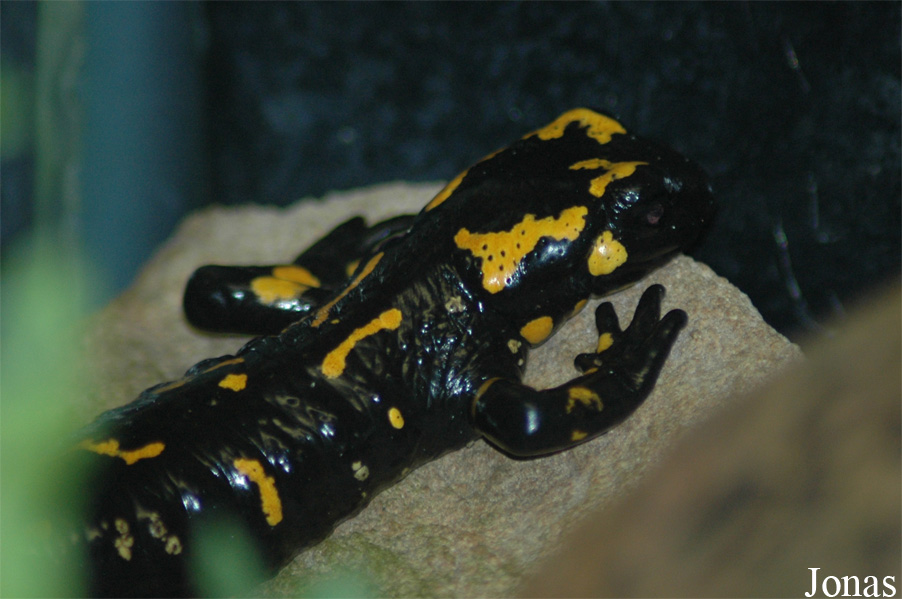 Salamandra salamandra