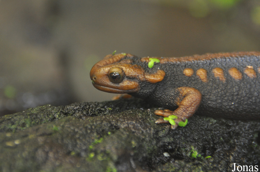 Tylototriton shanjing