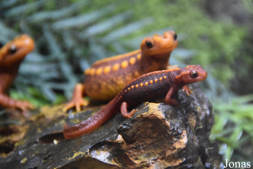 Tylototriton shanjing