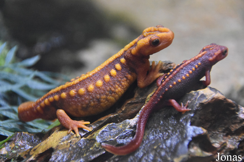 Tylototriton shanjing