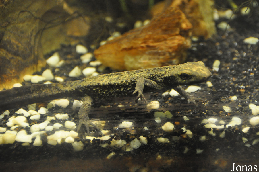 Tylototriton verrucosus
