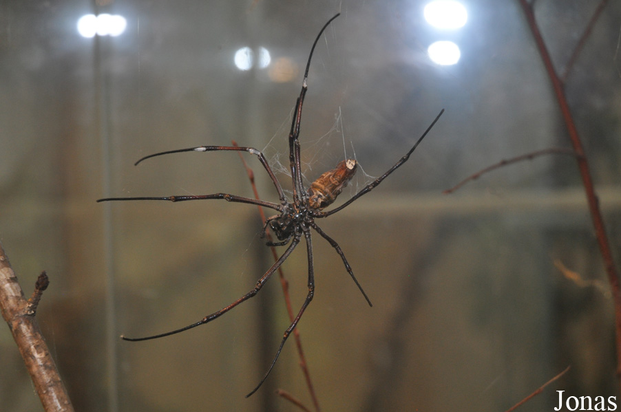 Nephila senegalensis