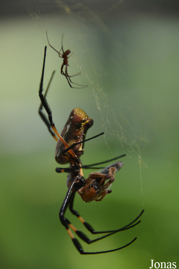 Nephila senegalensis