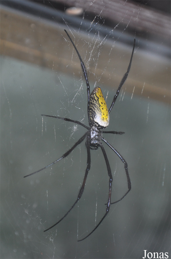 Nephila sp.