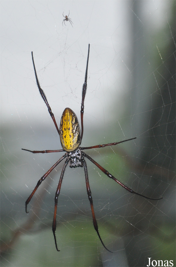 Nephila sp.