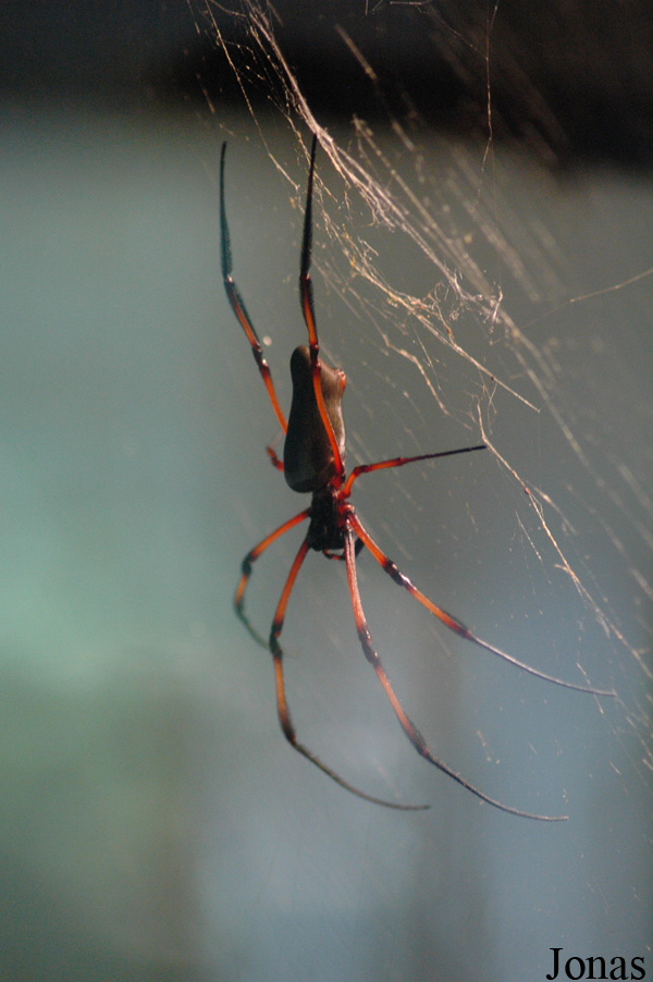 Nephila sp.