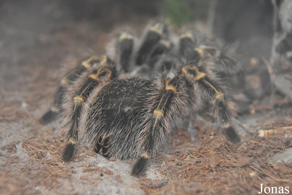 Aphonopelma seemanni