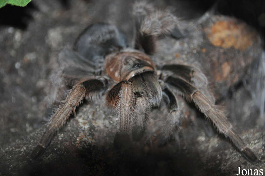 Aphonopelma sp.