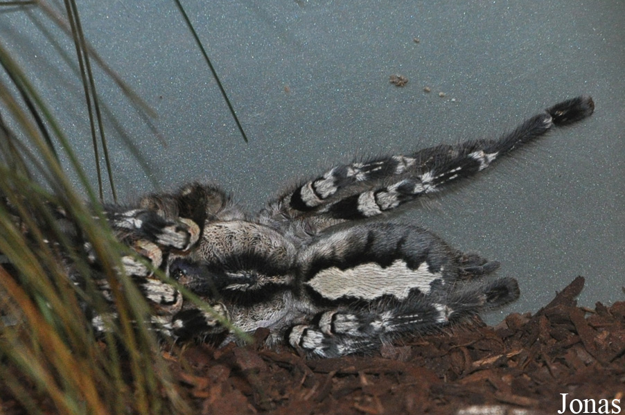 Poecilotheria regalis