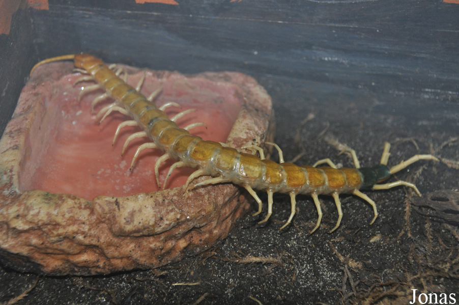 Scolopendra heros