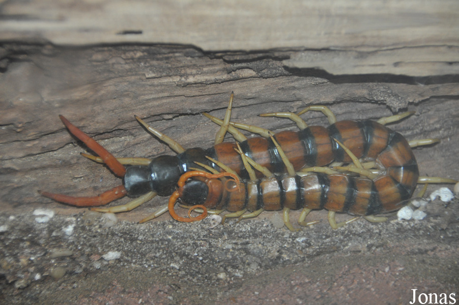 Scolopendra heros