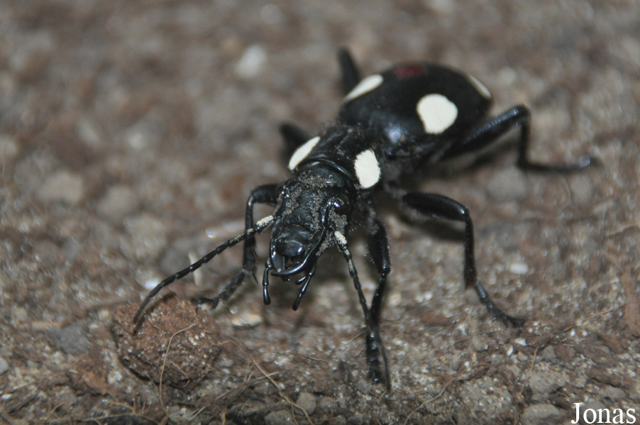 Anthia sexguttata