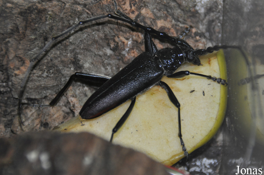 Cerambyx cerdo