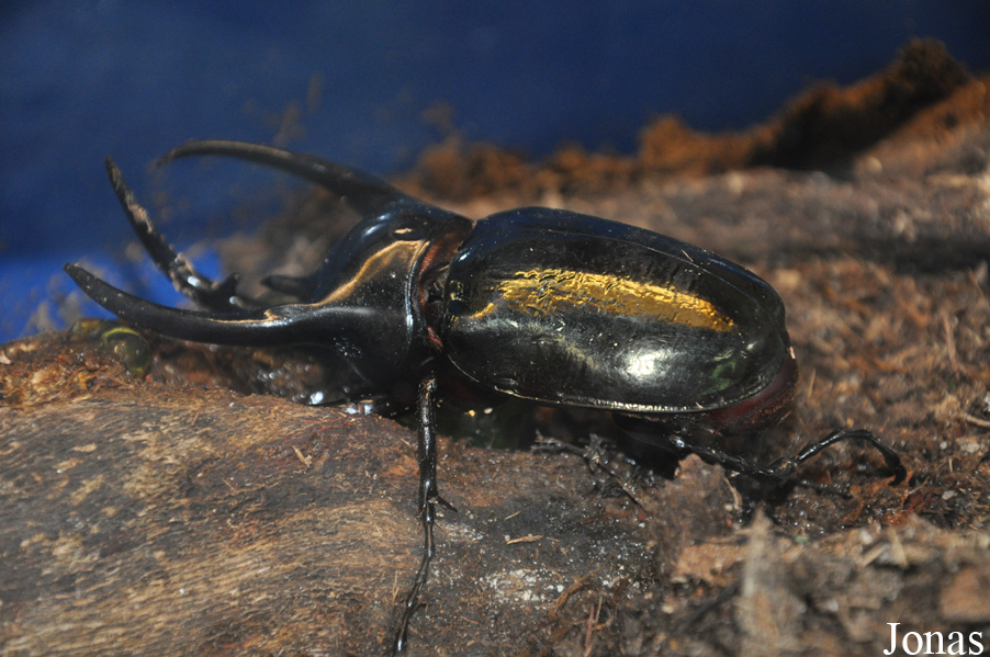 Chalcosoma caucasus