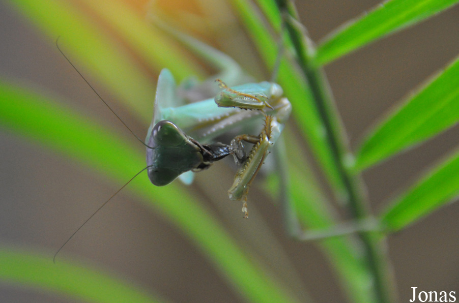 Rhombodera basalis
