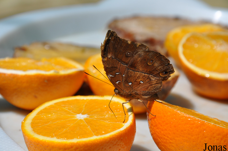 Papillon non identifié