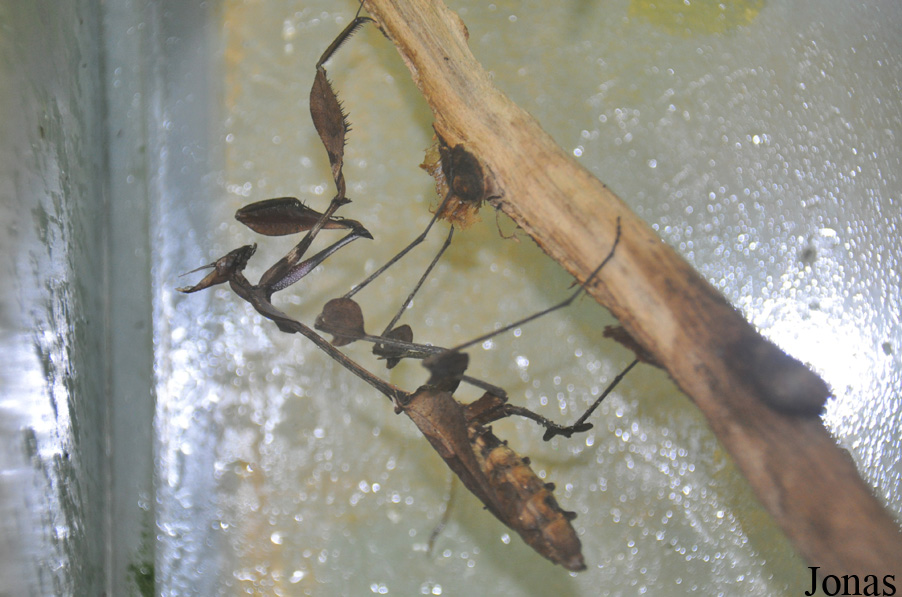 Gongylus gongylodes