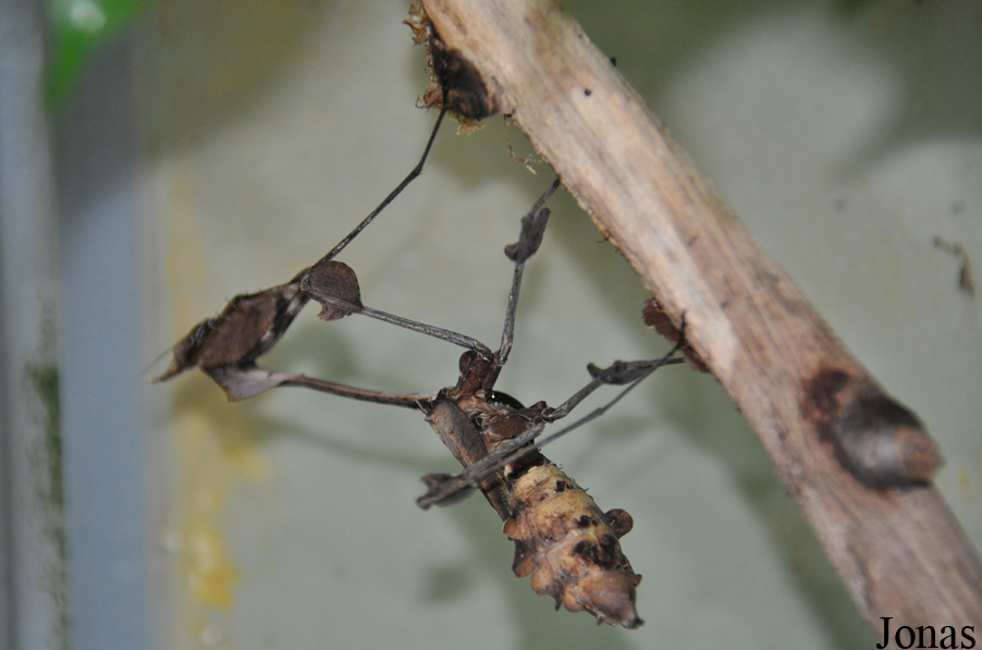 Gongylus gongylodes