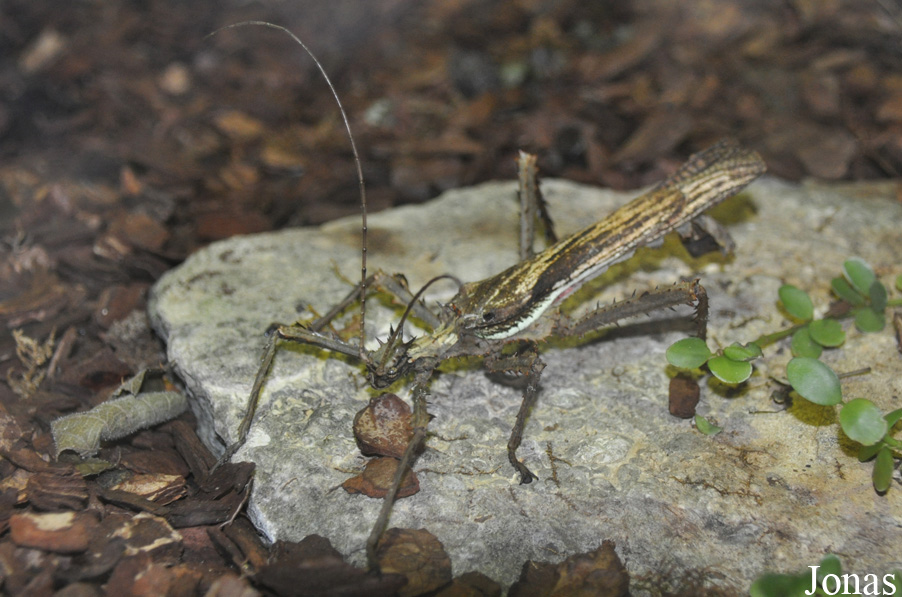 Heteropteryx dilatata