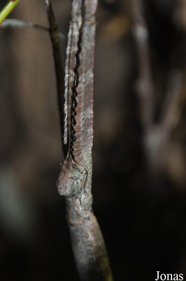 Pharnacia jianfenglingensis