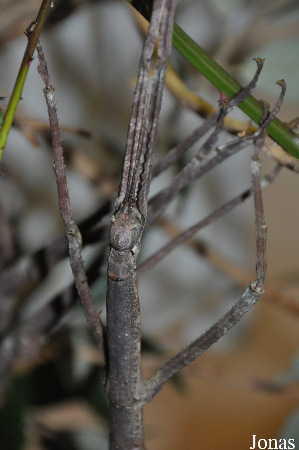 Pharnacia jianfenglingensis