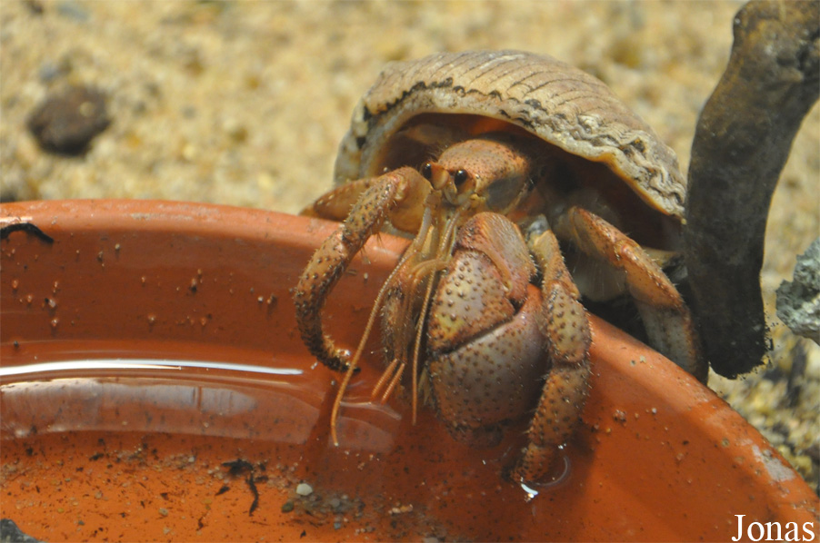 Coenobita sp.