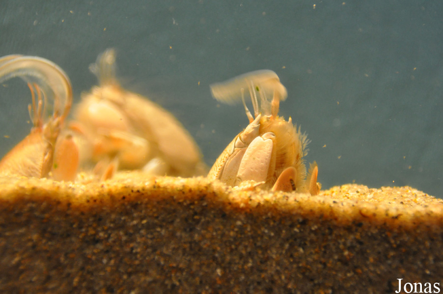 Emerita analoga