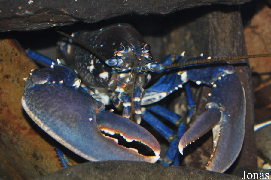 Homarus gammarus