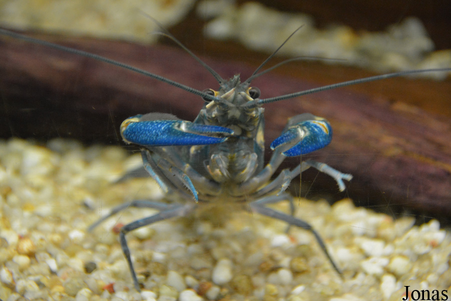 Cherax quadricarinatus