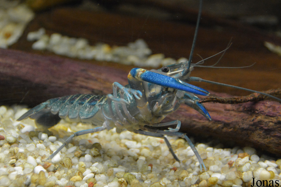 Cherax quadricarinatus