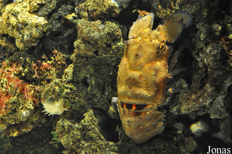 Scyllarides latus