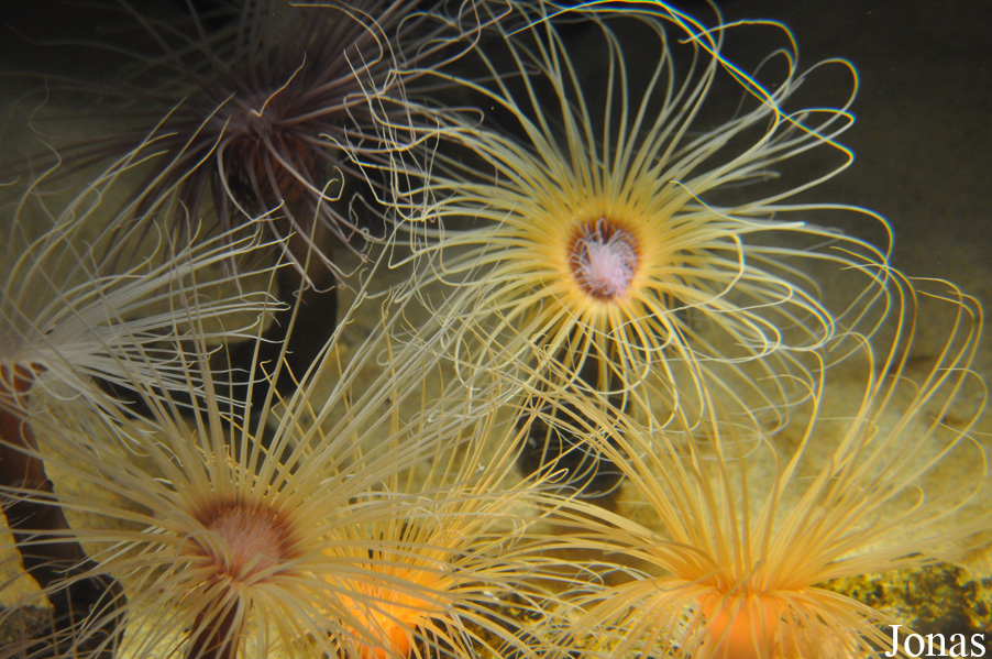 Pachycerianthus fimbriatus