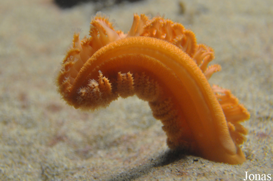 Ptilosarcus sp.
