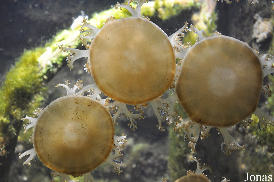 Cassiopea andromeda