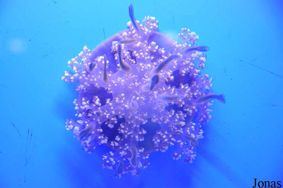 Cassiopea sp.