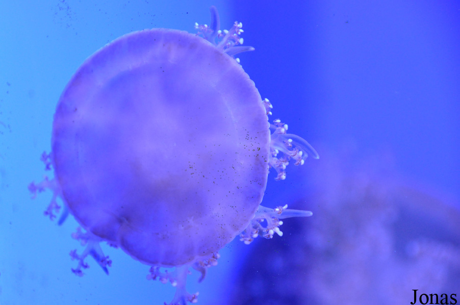 Cassiopea sp.