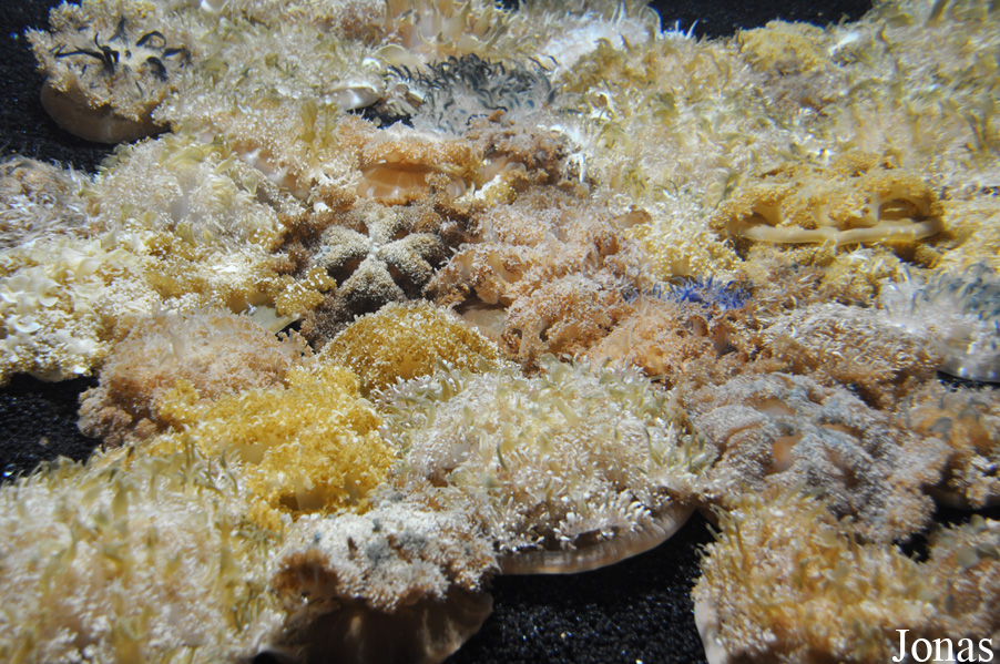 Cassiopea sp.