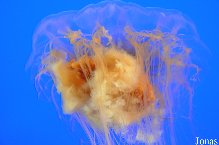 Cyanea capillata