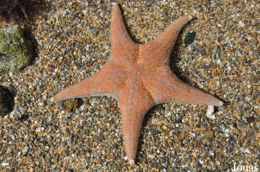 Étoile de mer