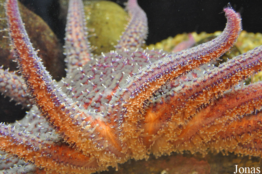 Pycnopodia helianthoides
