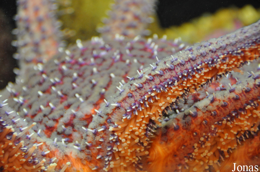 Pycnopodia helianthoides