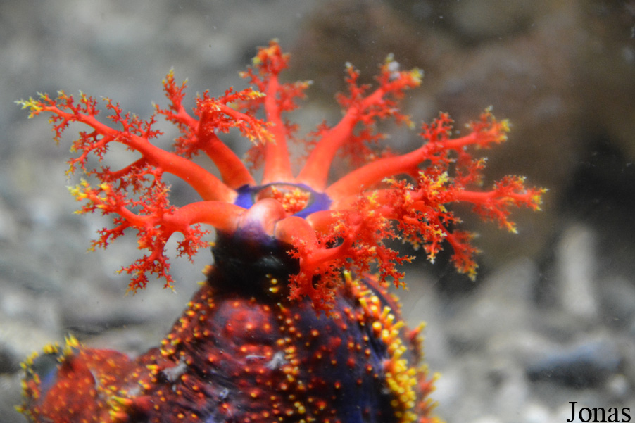 Pseudocolochirus violaceus